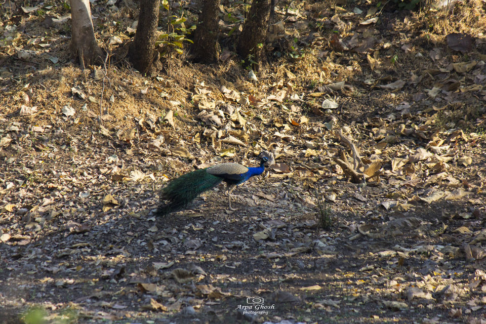 Photo of A Roadtrip to Adilabad by Madhumita Banerjee
