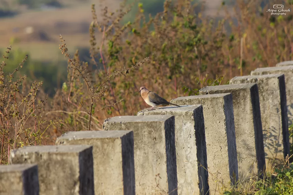 Photo of Kadem River, Adilabad, Telangana, India by Madhumita Banerjee