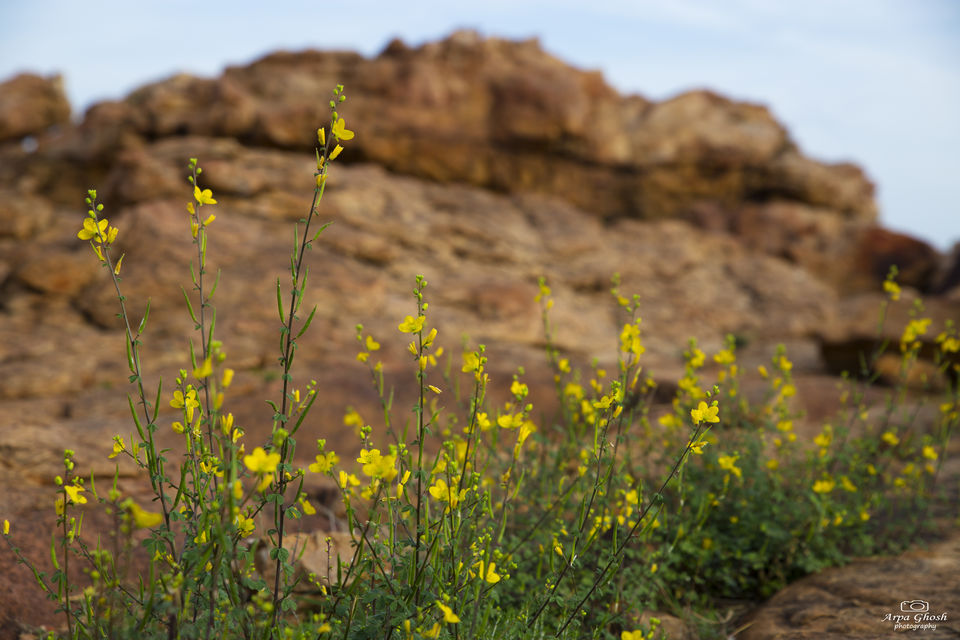 Photo of Orvakal Rock Gardens ~ Experience magic of the Canyons by Madhumita Banerjee