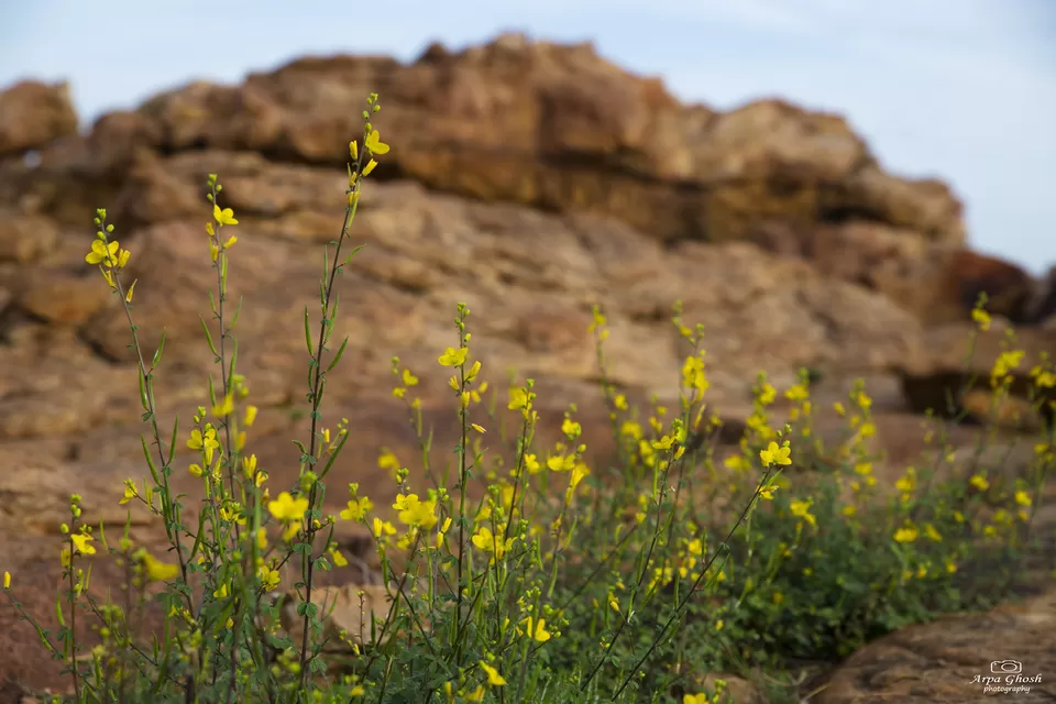 Photo of Orvakal Rock Gardens ~ Experience magic of the Canyons by Madhumita Banerjee