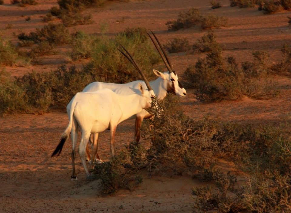 Photo of Wild Dubai 4/9 by Srotoswini Svetlana Baghawan