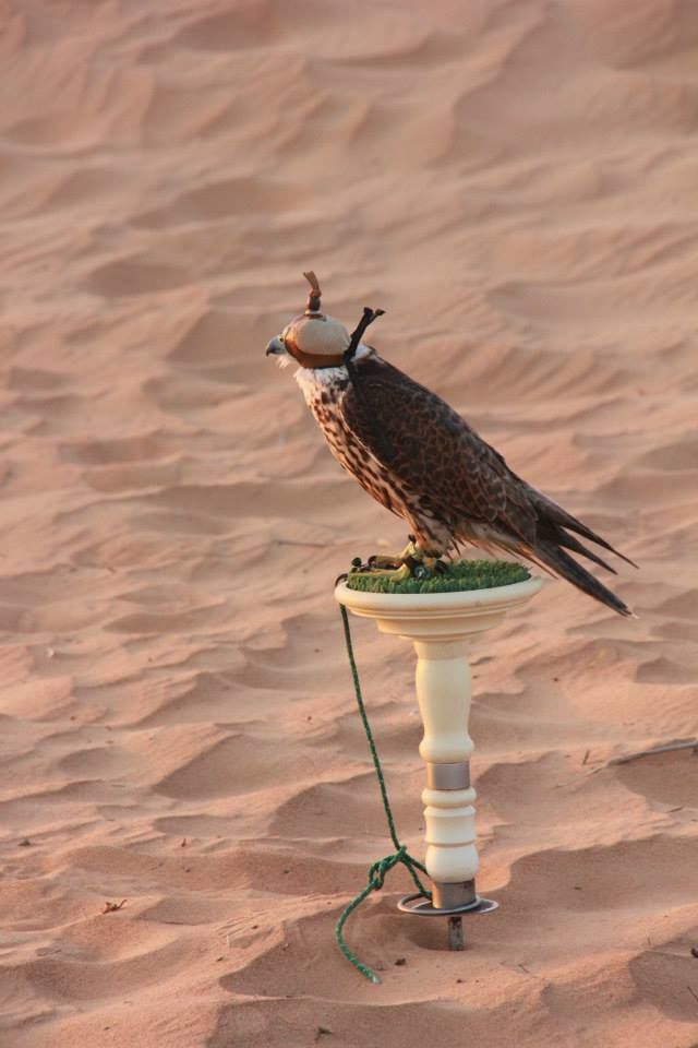 Photo of Wild Dubai 7/9 by Srotoswini Svetlana Baghawan
