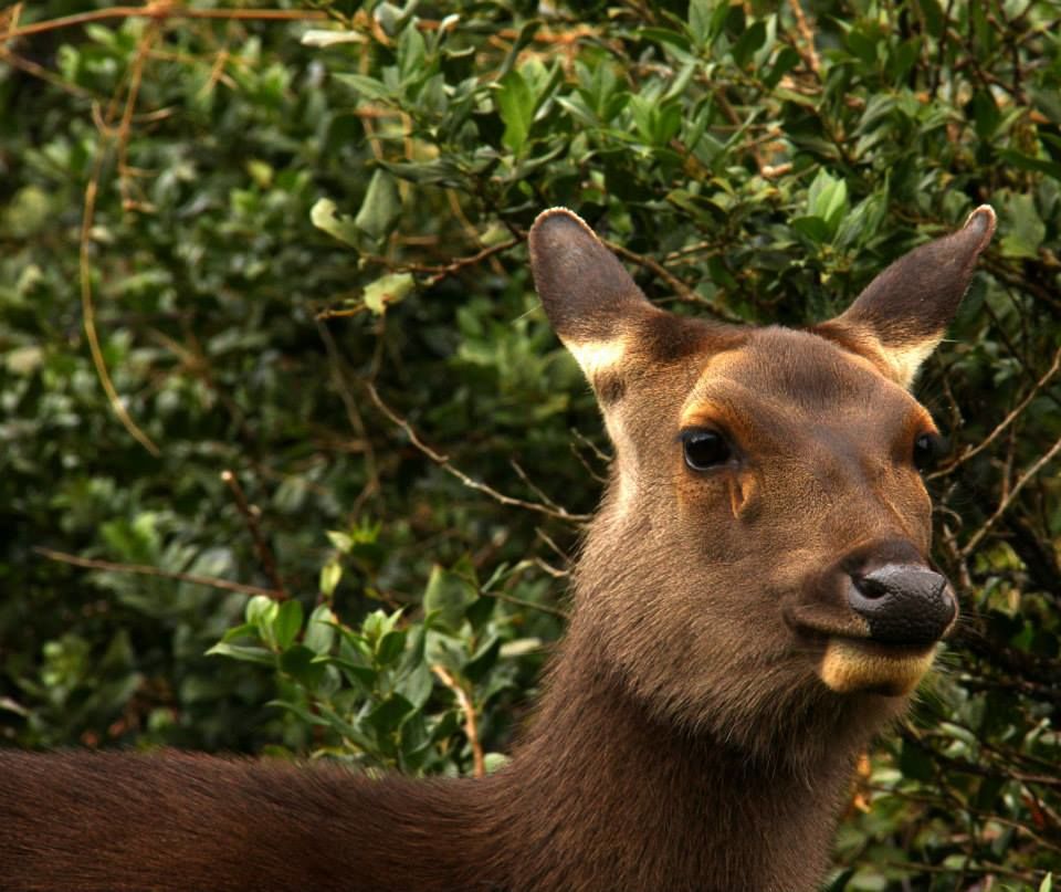 Photo of Horton Plains 10/13 by Srotoswini Svetlana Baghawan