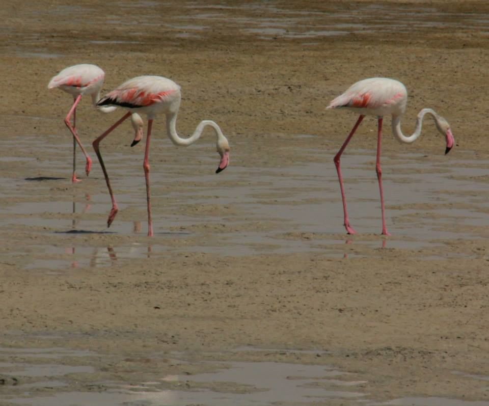 Photo of Wild Dubai 8/9 by Srotoswini Svetlana Baghawan