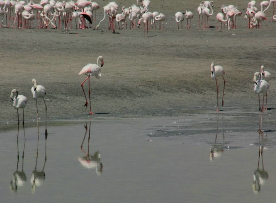 Photo of Wild Dubai 9/9 by Srotoswini Svetlana Baghawan