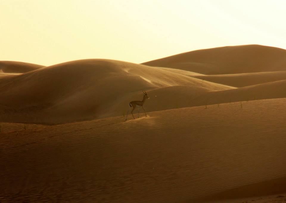 Photo of Wild Dubai 2/9 by Srotoswini Svetlana Baghawan