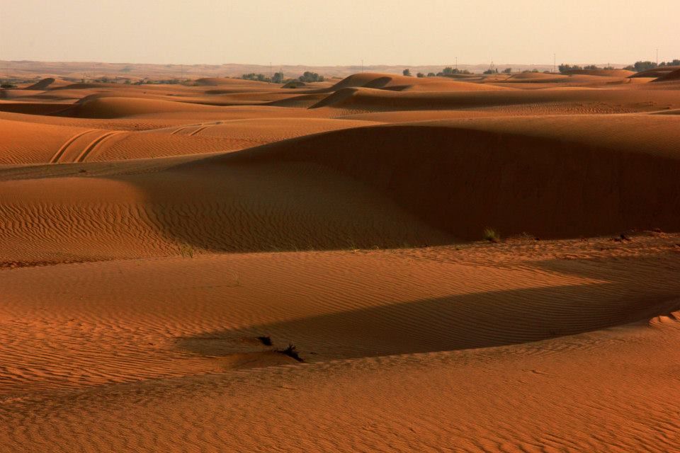 Photo of Wild Dubai 3/9 by Srotoswini Svetlana Baghawan
