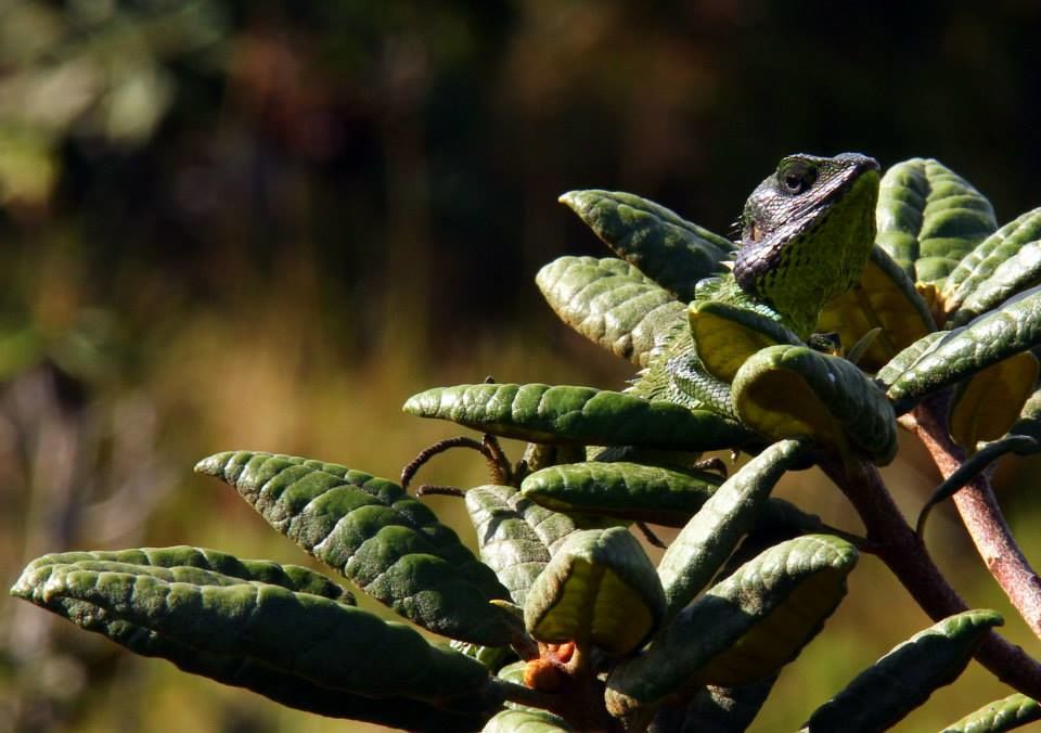 Photo of Horton Plains 1/13 by Srotoswini Svetlana Baghawan