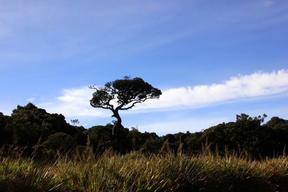 Photo of Horton Plains 4/13 by Srotoswini Svetlana Baghawan