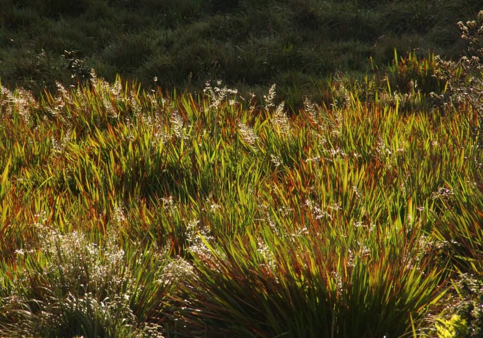 Photo of Horton Plains 2/13 by Srotoswini Svetlana Baghawan