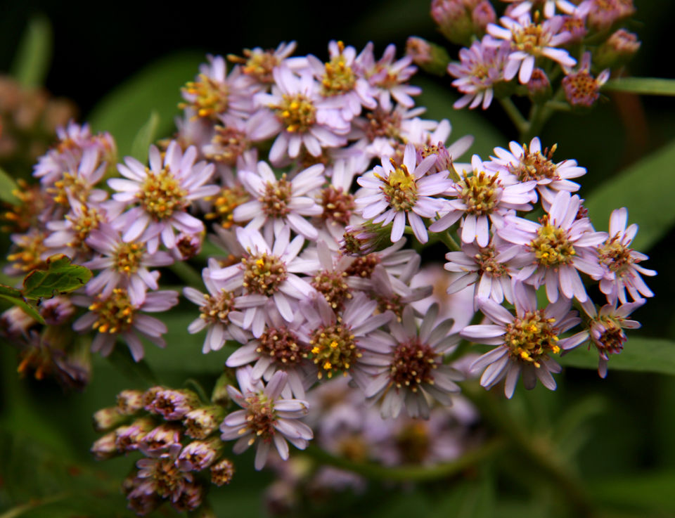 Photo of DIY Valley of Flowers 20/51 by Srotoswini Svetlana Baghawan
