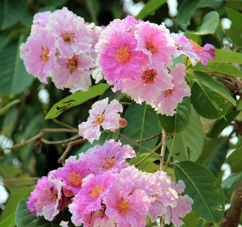 Photo of Rose Of The North - Chiang Mai, Thailand 6/14 by Srotoswini Svetlana Baghawan