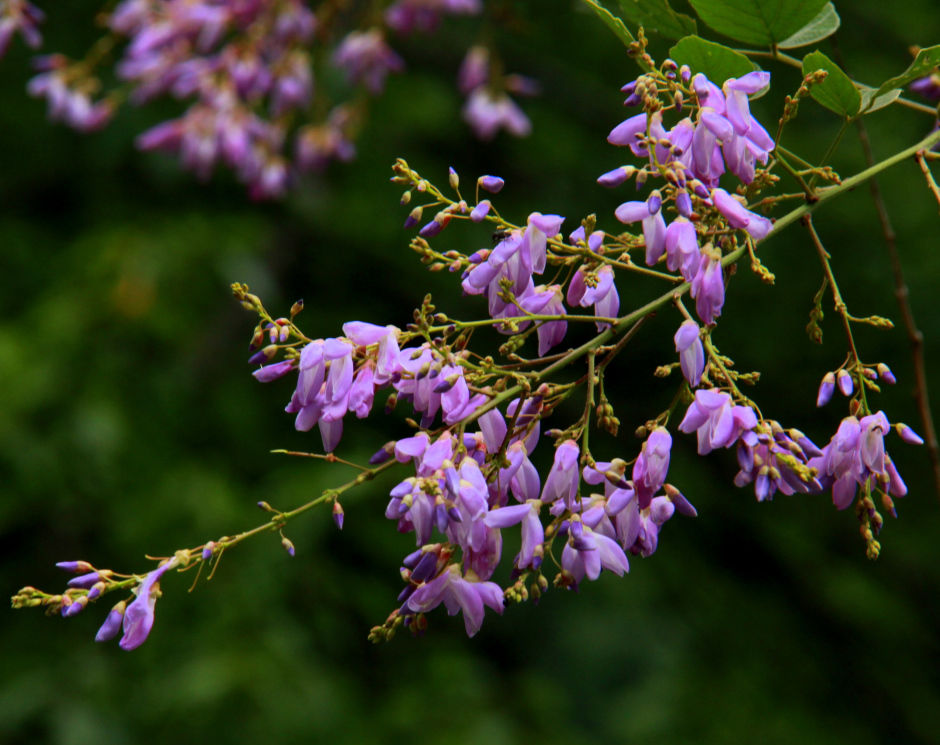 Photo of DIY Valley of Flowers 23/51 by Srotoswini Svetlana Baghawan