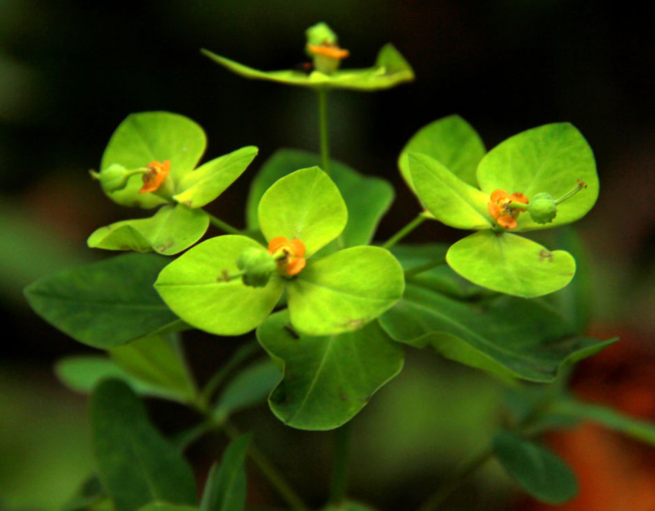 Photo of DIY Valley of Flowers 35/51 by Srotoswini Svetlana Baghawan