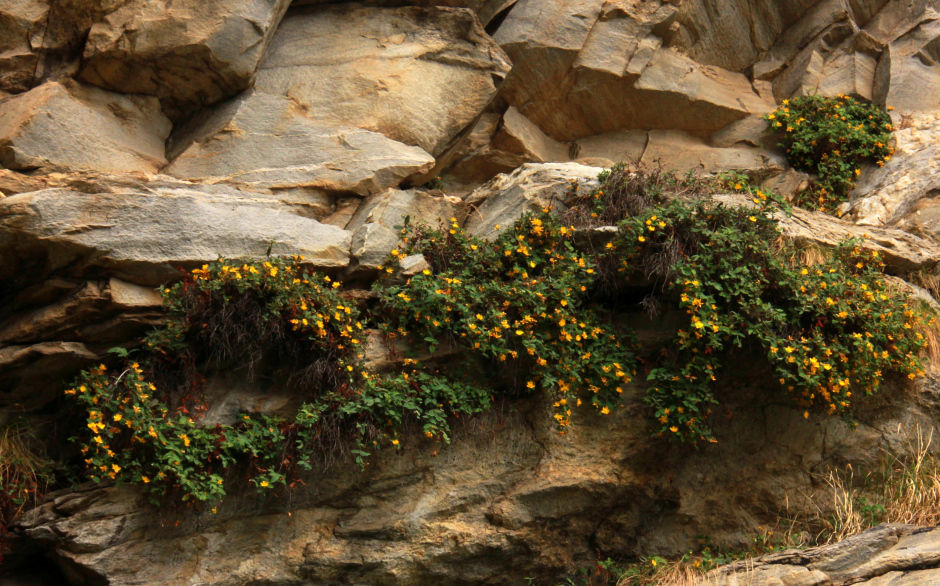 Photo of DIY Valley of Flowers 29/51 by Srotoswini Svetlana Baghawan