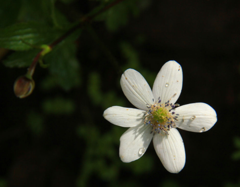 Photo of DIY Valley of Flowers 45/51 by Srotoswini Svetlana Baghawan