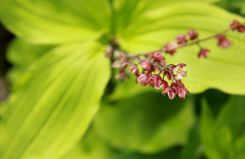 Photo of DIY Valley of Flowers 44/51 by Srotoswini Svetlana Baghawan