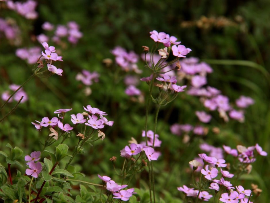 Photo of DIY Valley of Flowers 49/51 by Srotoswini Svetlana Baghawan