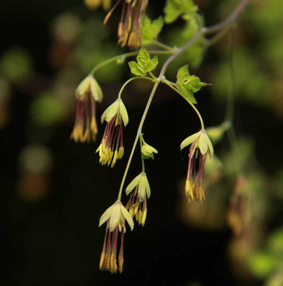 Photo of DIY Valley of Flowers 43/51 by Srotoswini Svetlana Baghawan