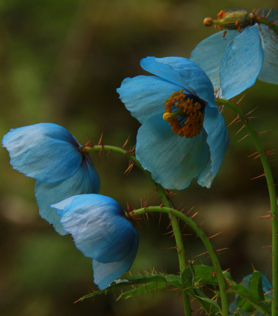 Photo of DIY Valley of Flowers 1/51 by Srotoswini Svetlana Baghawan