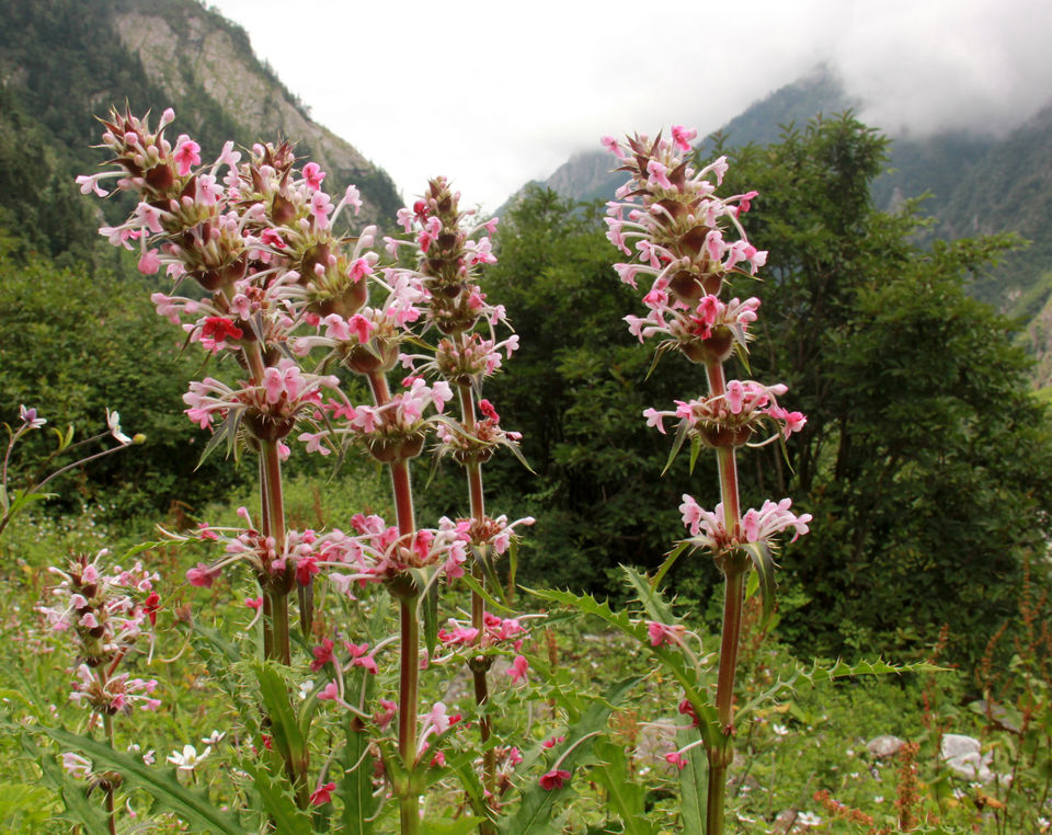 Photo of DIY Valley of Flowers 40/51 by Srotoswini Svetlana Baghawan