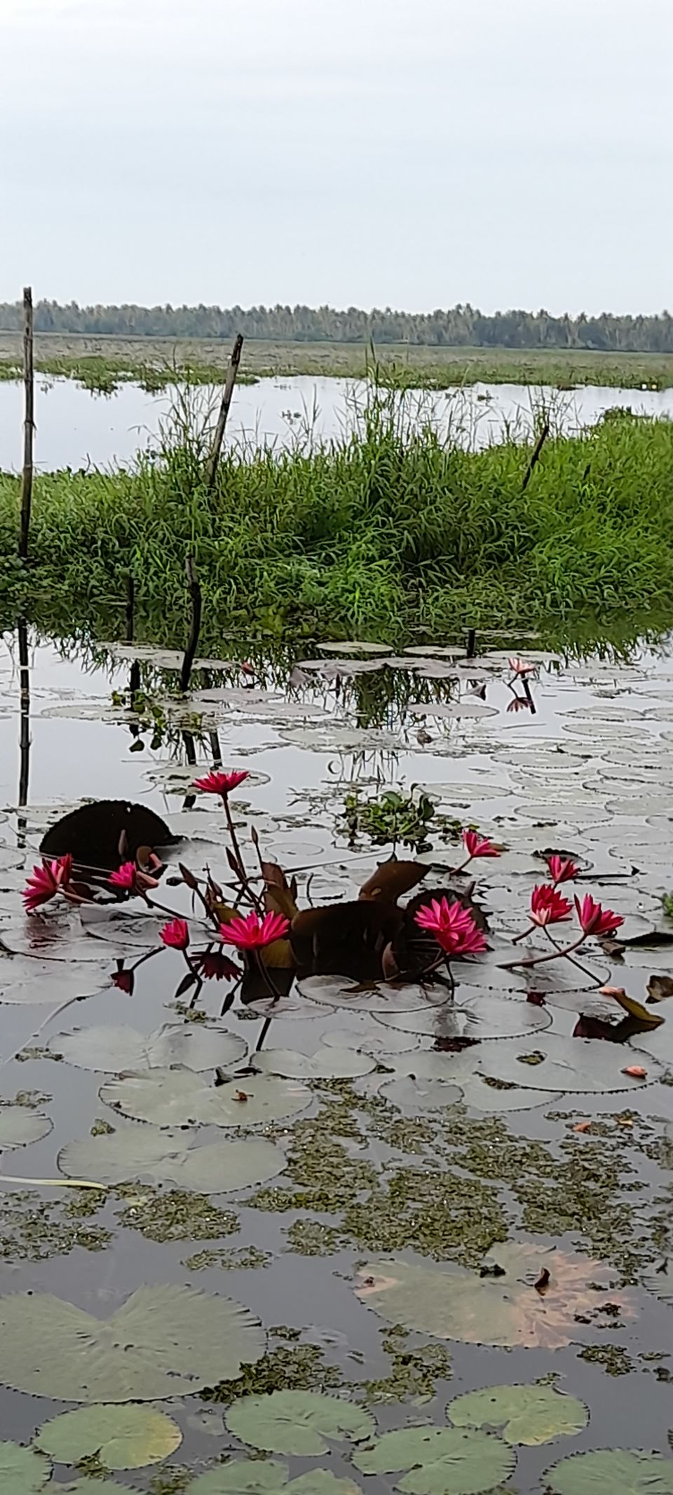 Photo of Coconut Lagoon - CGH Earth Resort, Kottayam - Kumarakom Rd, Kavanattinkara, Kumarakom, Kerala, India by Aswathy Nair