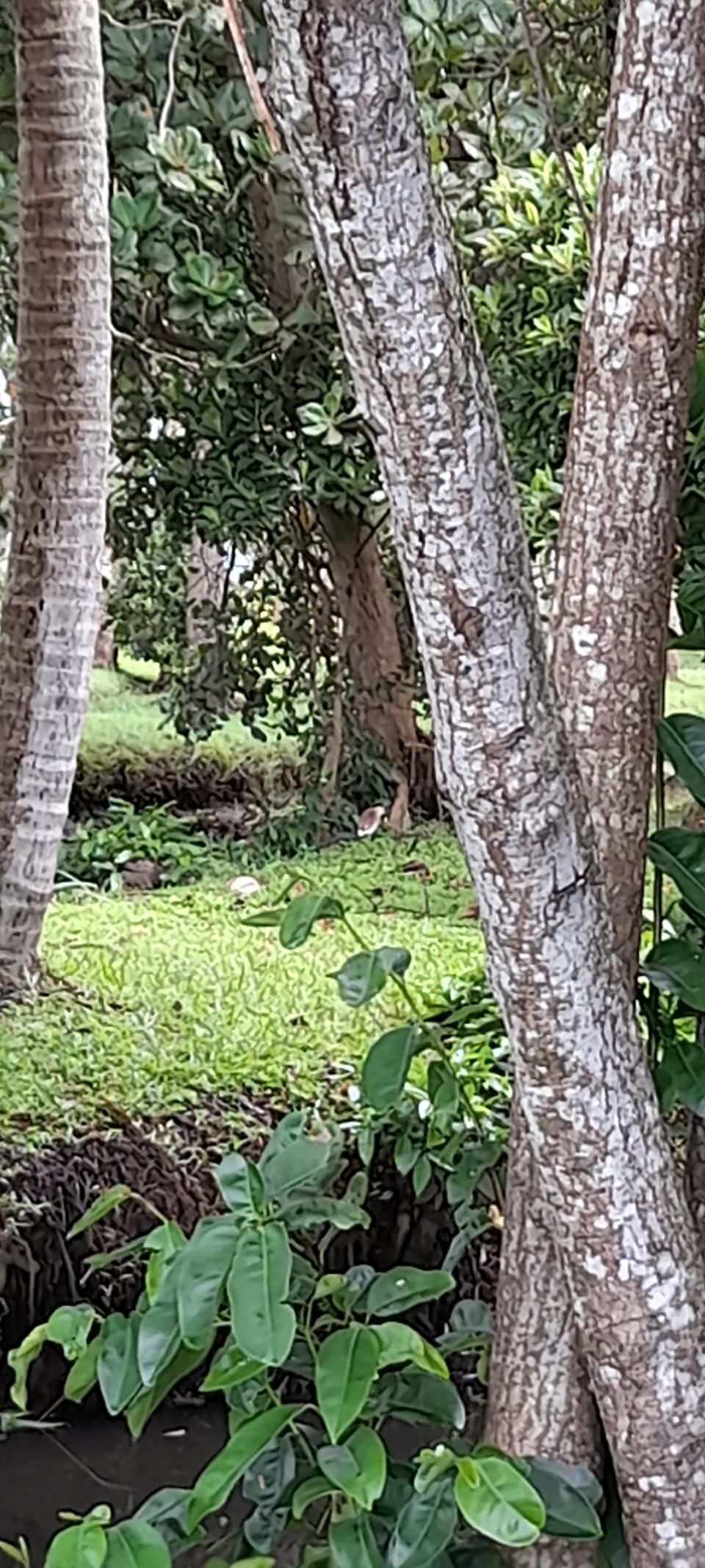 Photo of Coconut Lagoon - CGH Earth Resort, Kottayam - Kumarakom Rd, Kavanattinkara, Kumarakom, Kerala, India by Aswathy Nair