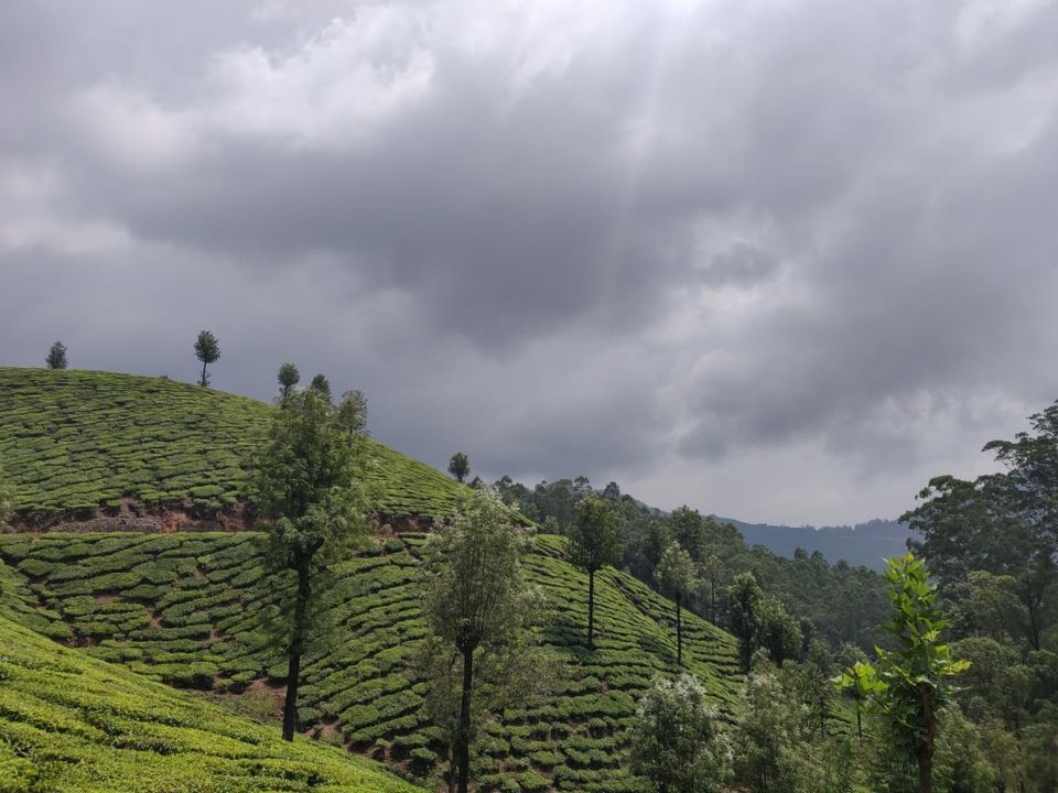Photo of Kannan Devan Hills, Kerala, India by Divyangna Parikh