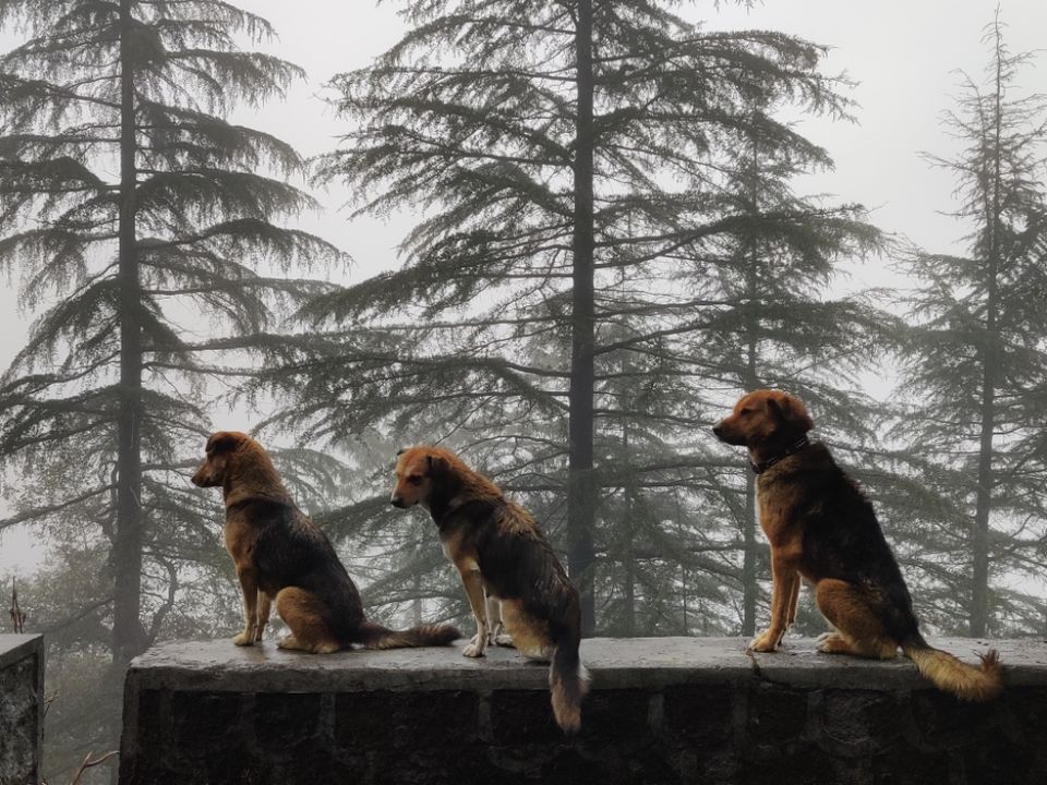 Photo of Landour by Divyangna Parikh