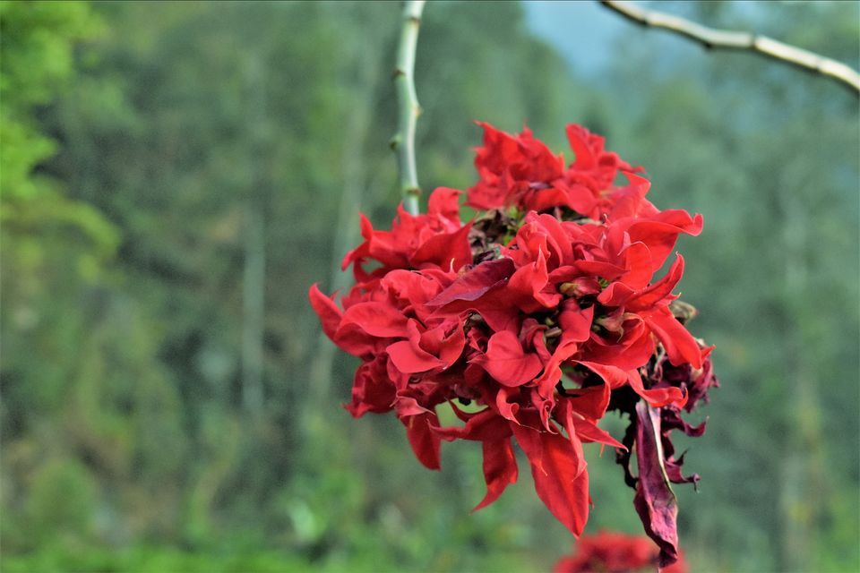 Photo of Bidhyang Doon Valley Resort, Alipurduar Road, Lolay Khasmahal, West Bengal, India by Kasturi Mitra