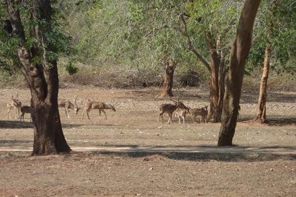 Photo of In the Forest of Betla 3/3 by Sarbajaya Bhattacharya