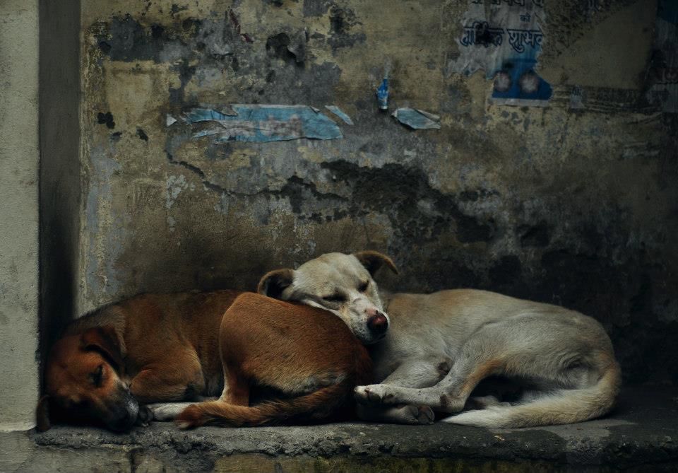 Photo of Little Landour 5/5 by Sarbajaya Bhattacharya