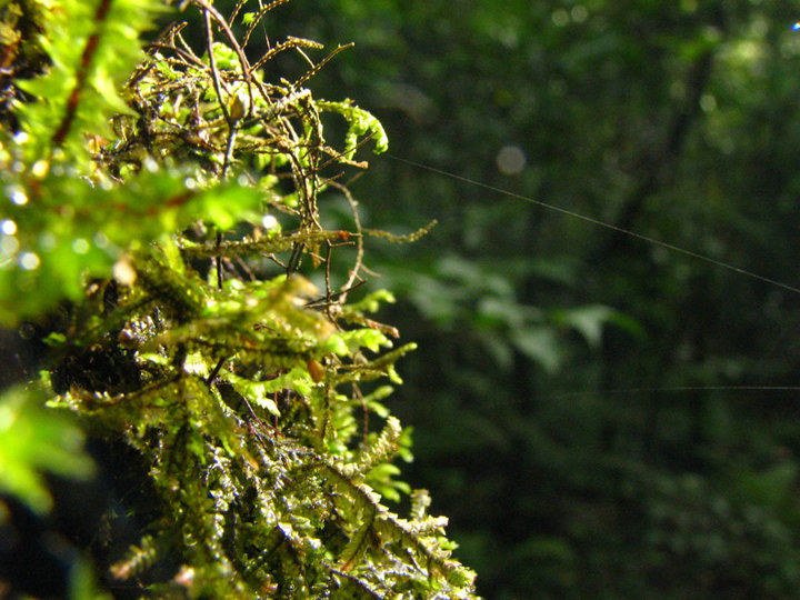 Photo of Up and away in Shillong 5/5 by Sarbajaya Bhattacharya