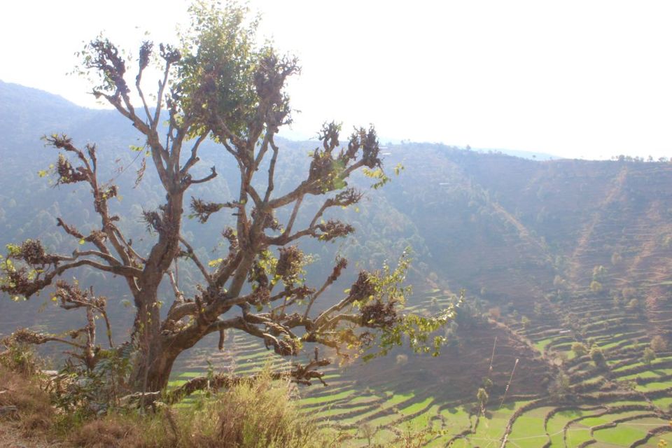 Photo of An Ultimate Guide to the Nag Tibba Trek - 2itchyfeets by 2itchyfeets