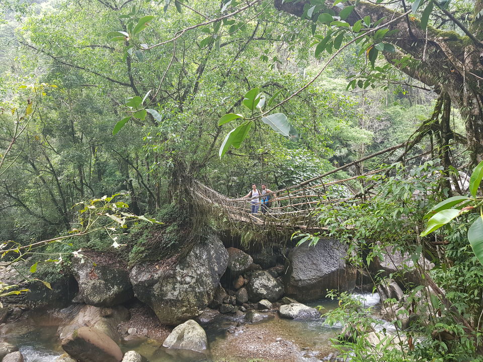 Photo of Double Decker Root Bridge-Let's do some exercise people 1/7 by 2itchyfeets
