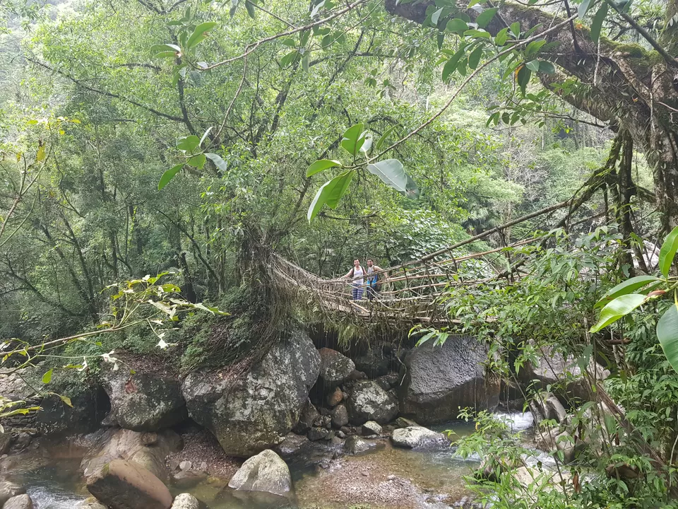 Photo of Double Decker Living Root Bridge, Cherrapunjee, Meghalaya, India by 2itchyfeets