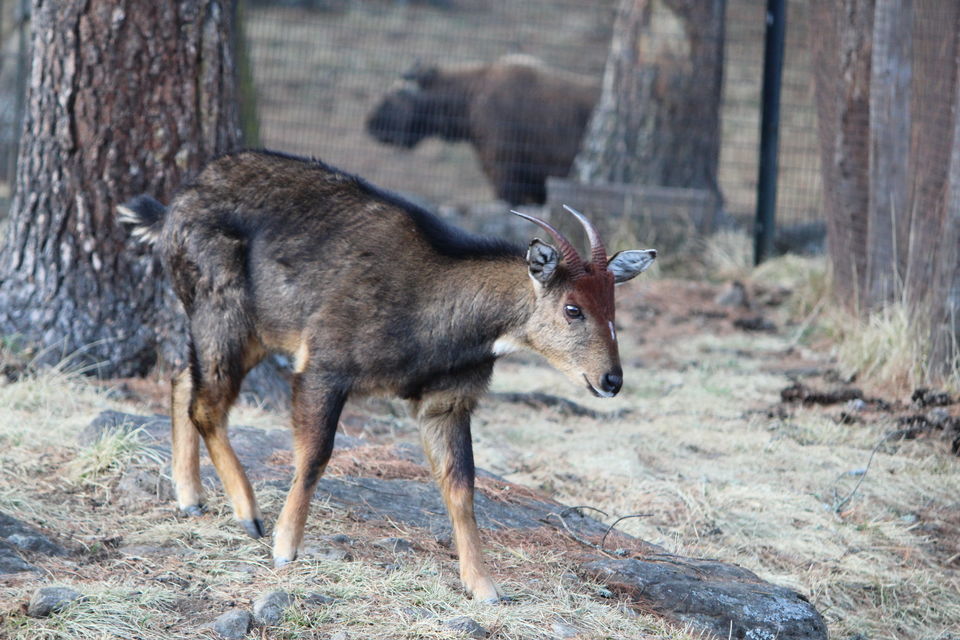 Photo of Royal Takin Preserve, Motithang, Bhutan by 2itchyfeets