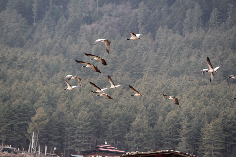 Photo of All you want to know about Phobjikha in Bhutan by 2itchyfeets