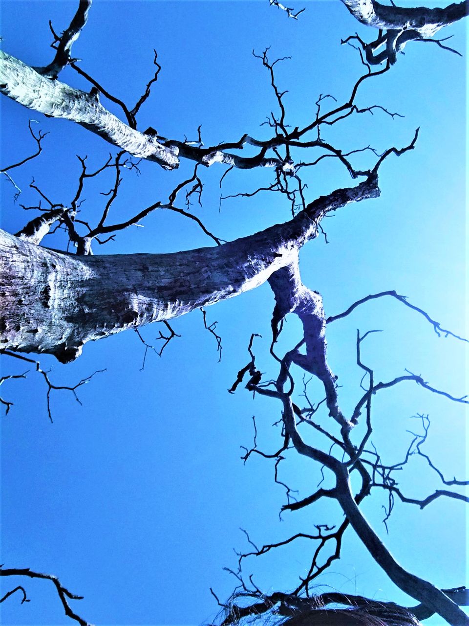 Photo of Boating on a lake water between the dead trees in Andhra Pradesh! by Hemanth Bhargav Murthy (Hemuu)