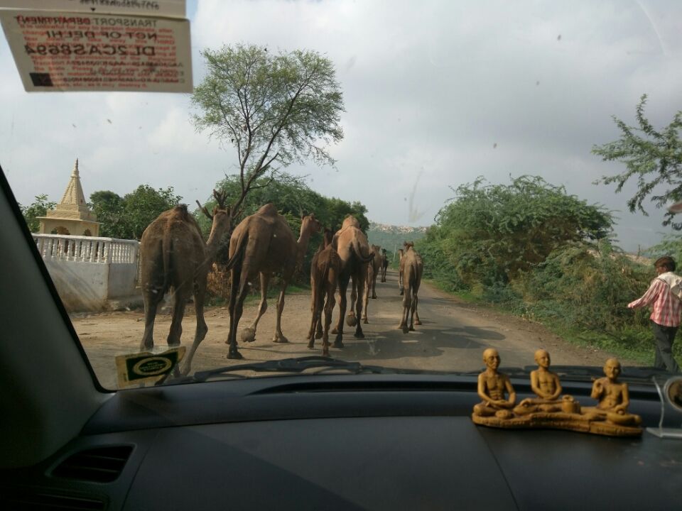 Photo of Road trip to Bhangarh Fort 51/72 by Pankaj Dixit