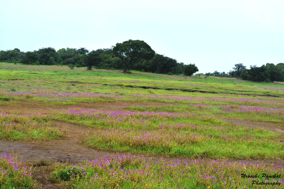Photo of Kaas Plateau of Flowers, Satara, Maharashtra, India by Traveloclue