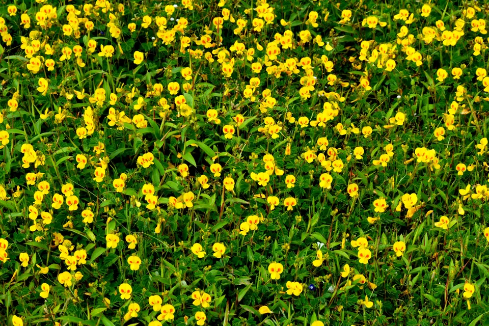 Photo of Kaas, Kas, Maharashtra, India by Traveloclue