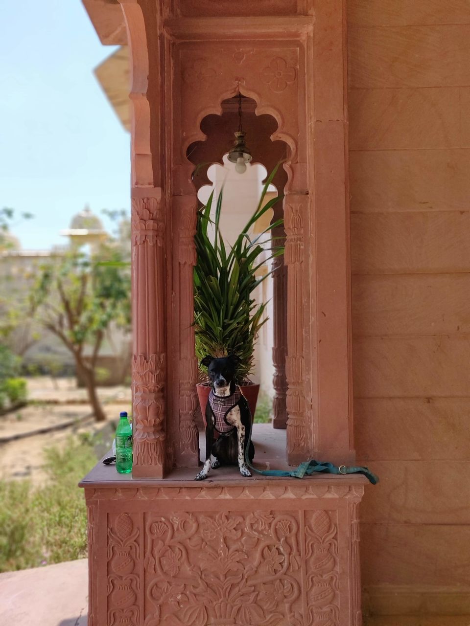 Photo of Alwarbagh by Aamod, Alwar, Rajasthan, India by Sukruti Gandham