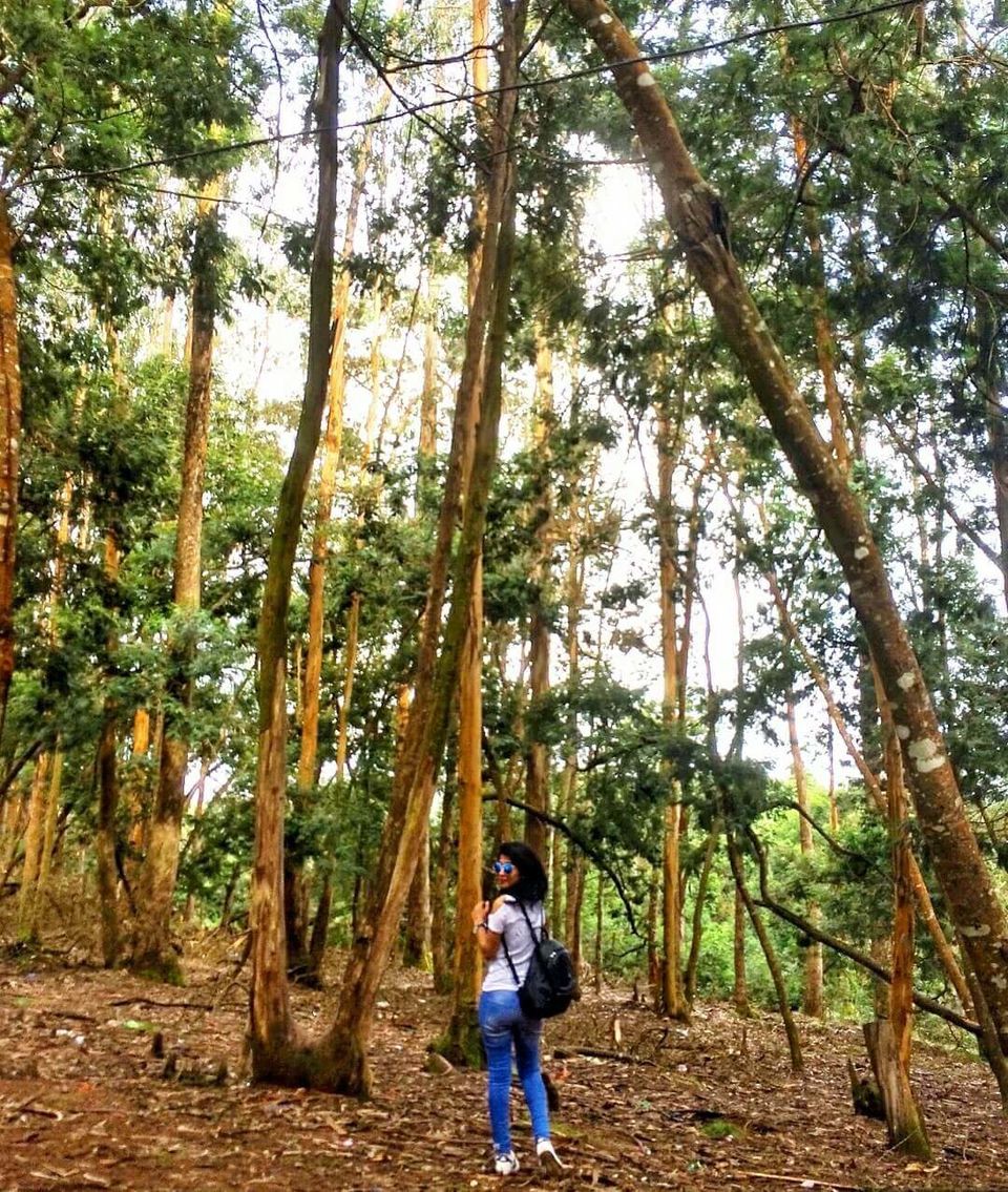 Photo of Kodaikanal Pine Forest, Kodaikanal Ghat Road, Shenbaganur, Kodaikanal, Tamil Nadu, India by Bhavini Vadhel