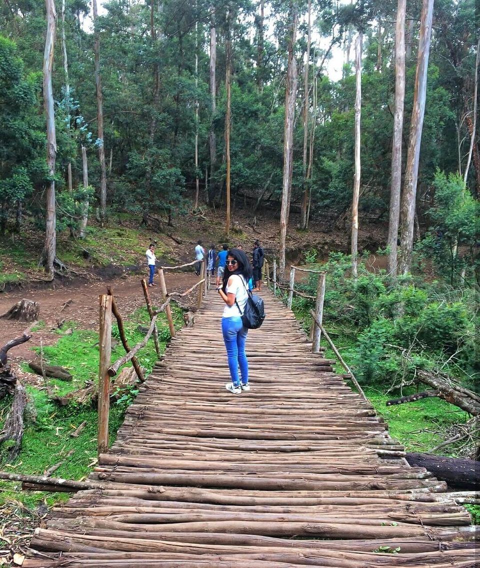 Photo of Kodaikanal Pine Forest, Kodaikanal Ghat Road, Shenbaganur, Kodaikanal, Tamil Nadu, India by Bhavini Vadhel