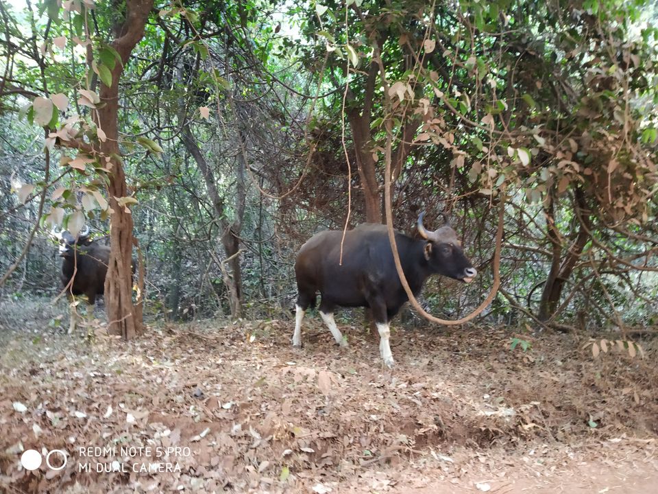 Photo of Dudhsagar Falls, Sonaulim, Goa, India by Gourav Dey
