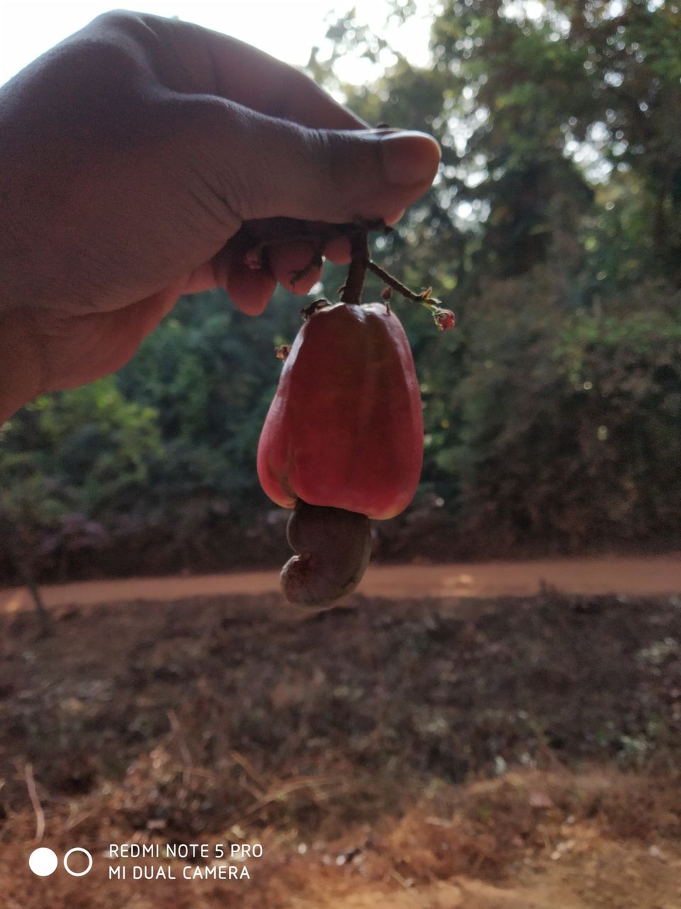 Photo of Dudhsagar Falls, Sonaulim, Goa, India by Gourav Dey