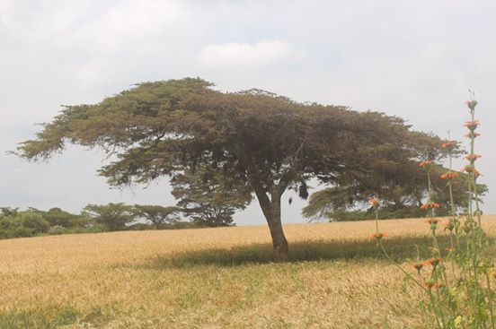Photo of Onwards to Mount Kenya and ruminations! 2/11 by anuj