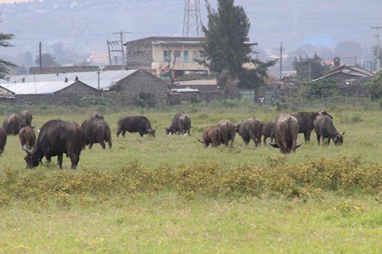 Photo of Onwards to Mount Kenya and ruminations! 5/11 by anuj