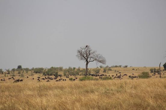 Photo of Onwards to Mount Kenya and ruminations! 10/11 by anuj
